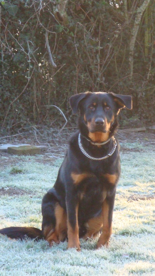 Beauceron